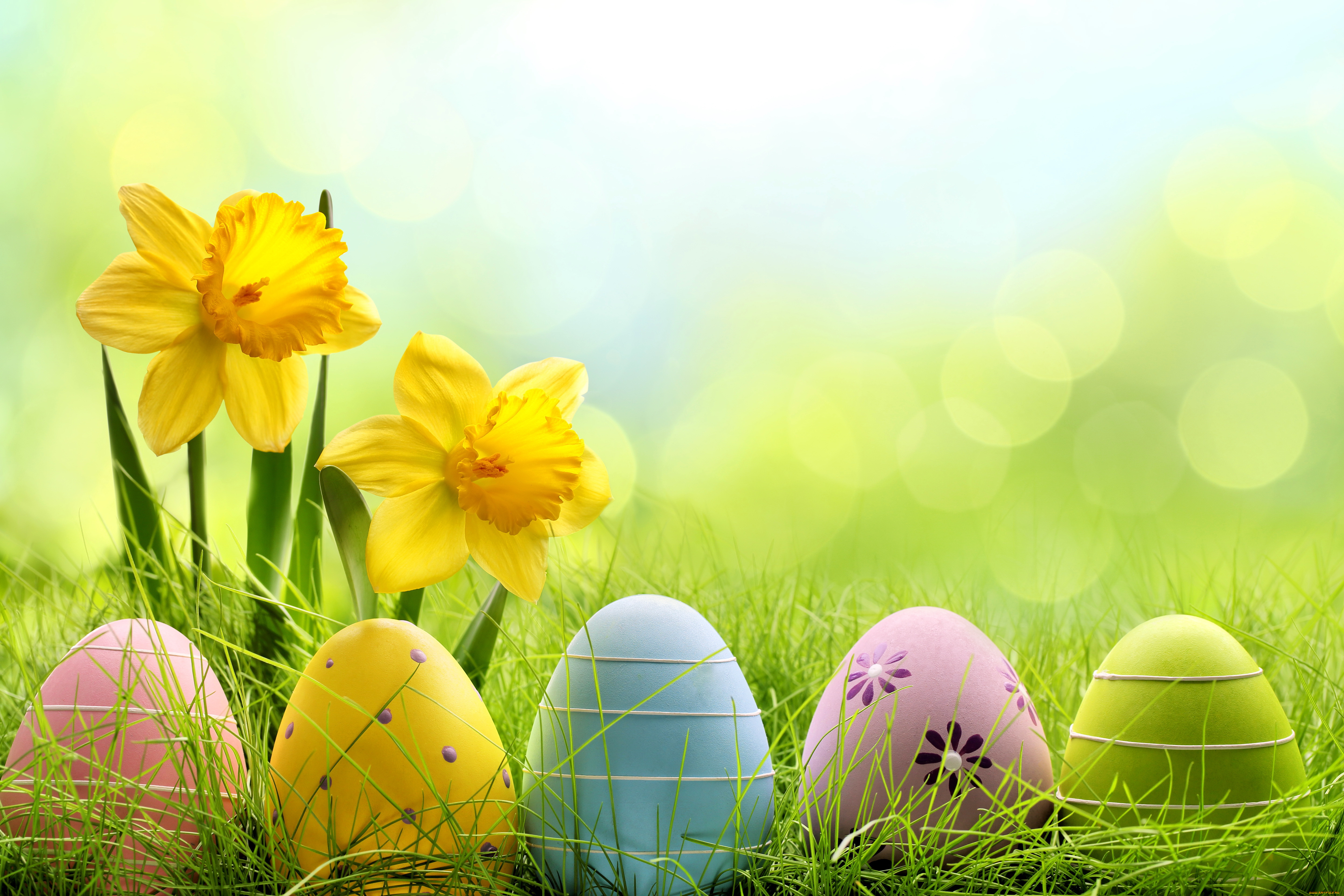 , , easter, , , , meadow, grass, flowers, eggs, daffodils, , sunshine, spring, , 
